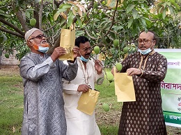 Rajshahi growers likely to export 300 tonnes mango